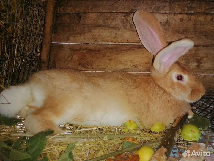 Кролики мясных пород