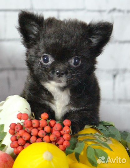 Малыши чихуахуа мини