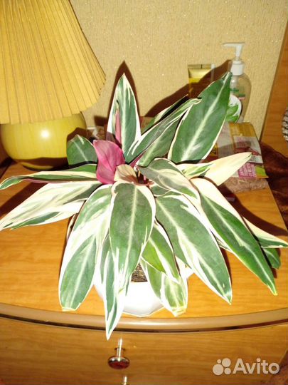 Строманта триколор