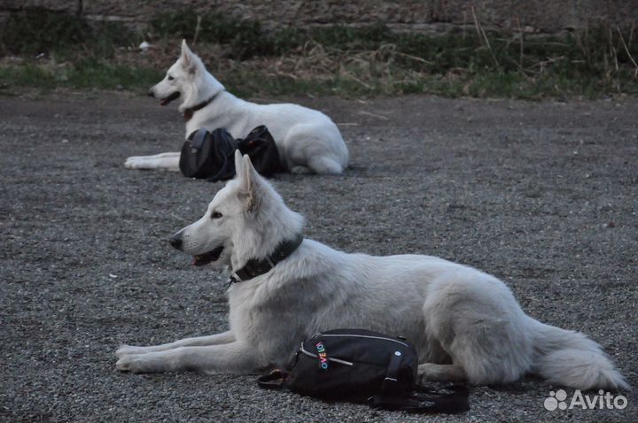 Дрессировка собак кинолог