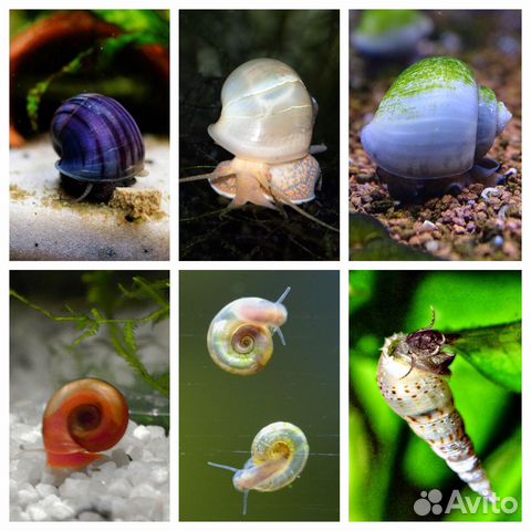 Улитки аквариумные