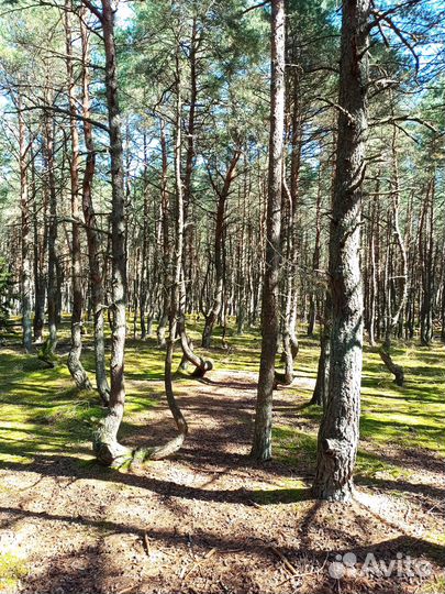 Из Ижевска в Калининград с экскурсиями под ключ