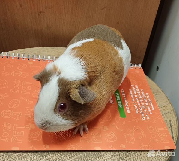 Морские свинки