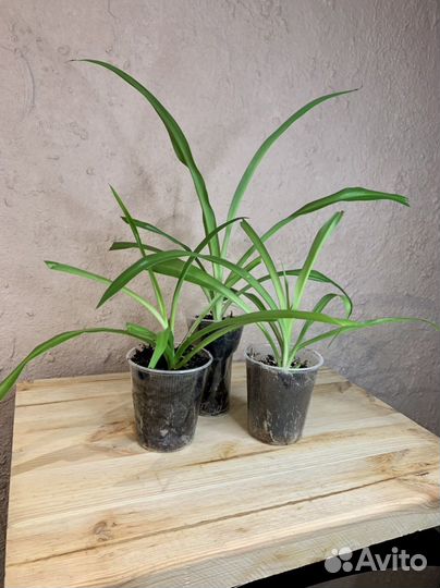 Хлорофитум