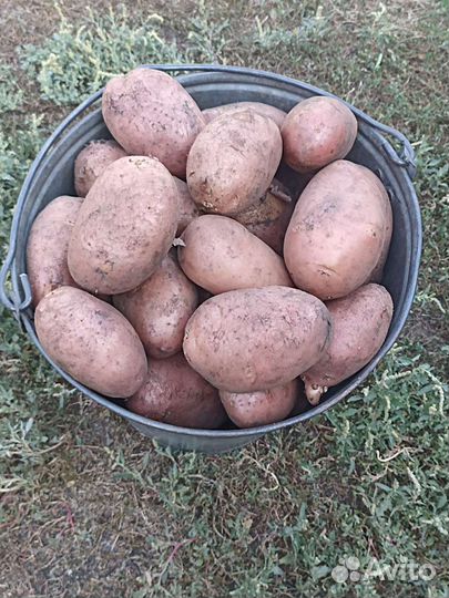 Продам картофель