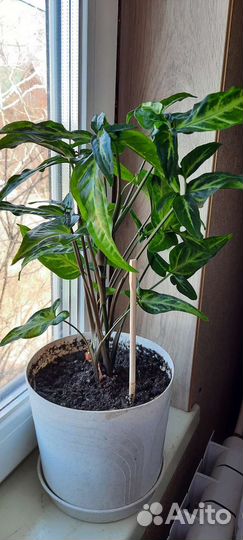 Комнатные цветы