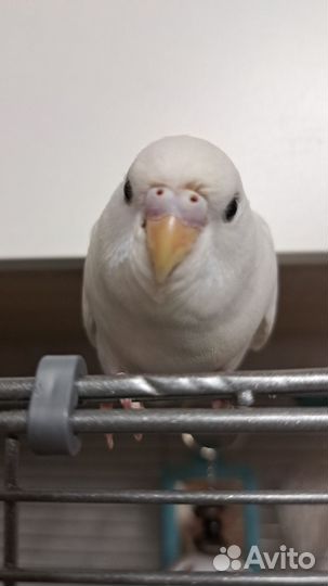 Зоогостиница для птиц/передержка попугаев