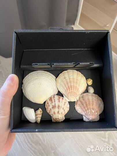 Морские ракушки набор