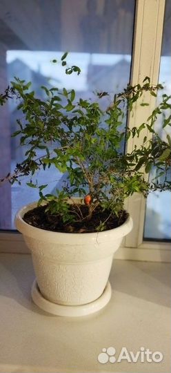 Гранат комнатный