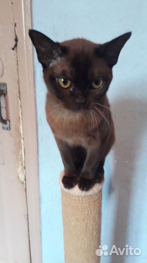 Бурманская девочка