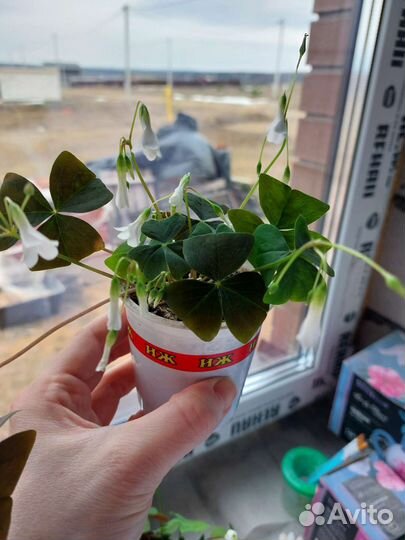 Оксалис - кислица цветущая