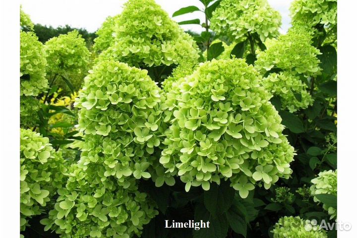 Гортензия в ассортименте