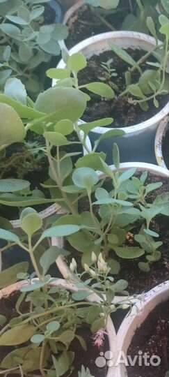 Очиток видный