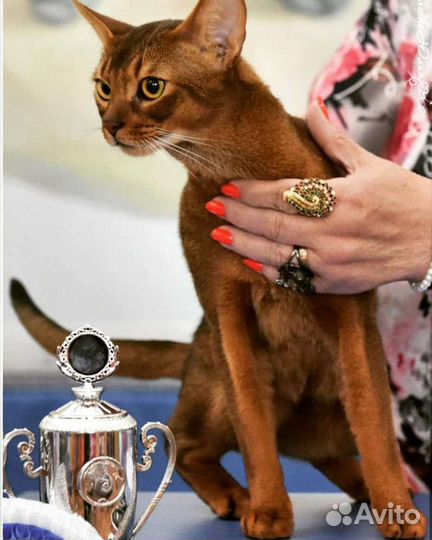 Вязка с интерчемпионом