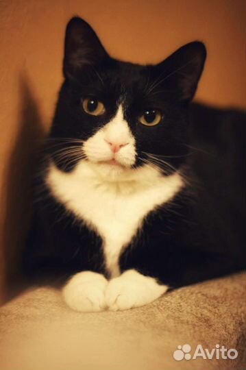 Кошка в дар бесплатно