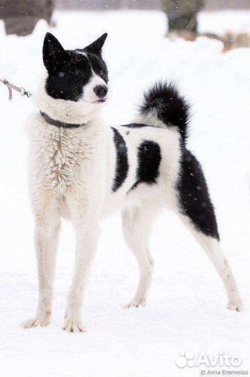 Кобель рел для вязки