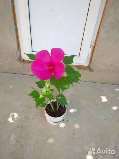 Джинура от 100 болезней