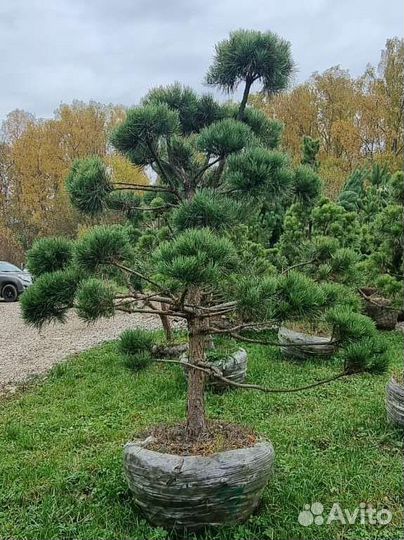 Бонсай сосна