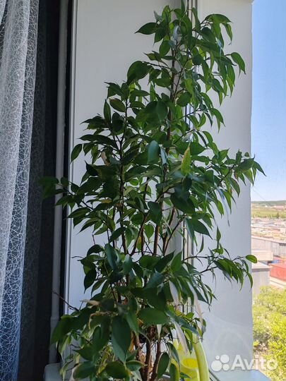 Фикус бенджамина большой