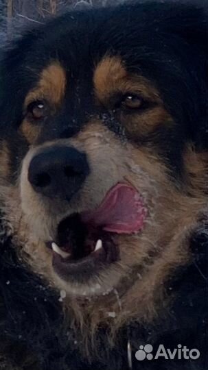 Вязка. Монгольский банхар. Кобель. Документы мкф