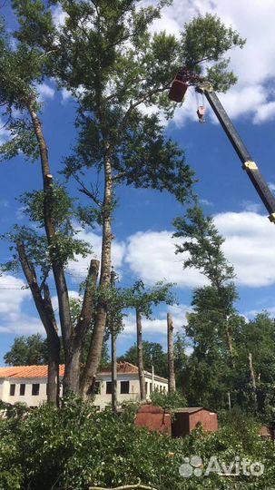 Спил деревьев