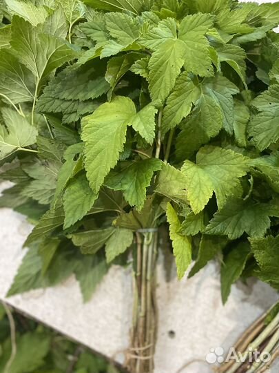 Веник смородиновый 10 шт