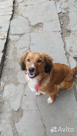 Собачки с сво