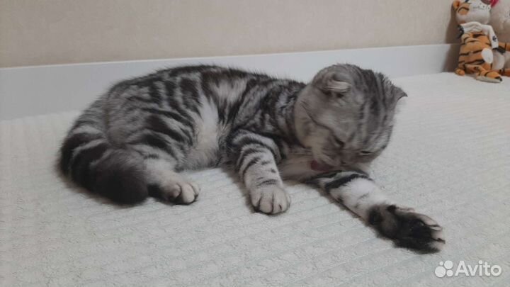 Кошка в дар бесплатно