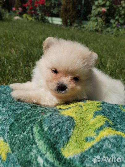 Померанские шпицы