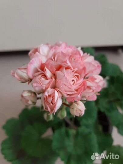 Пеларгония appleblossom и розебудная