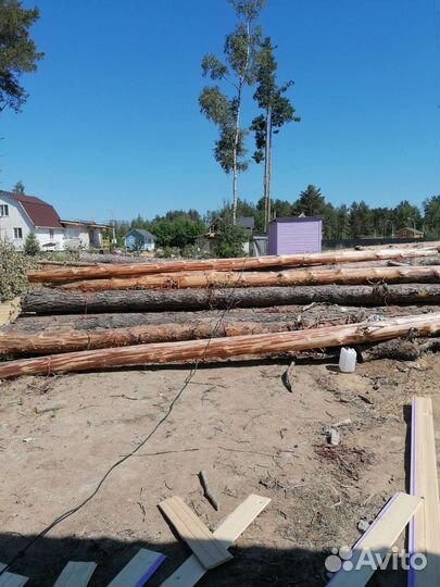 Лес кругляк сосна