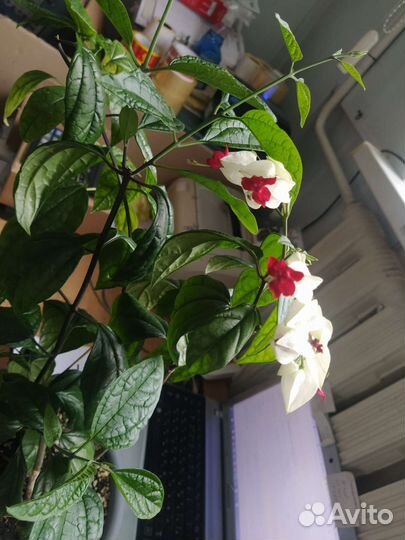 Клеродендрум Томсона