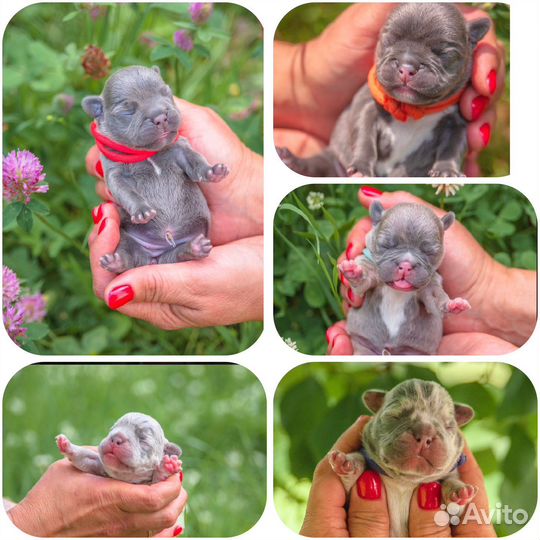 Французский бульдог щенки голубой и мерле