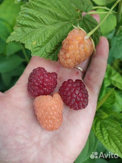 Жимолость облепиха ежевика крыжовник