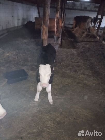 Корова дойная