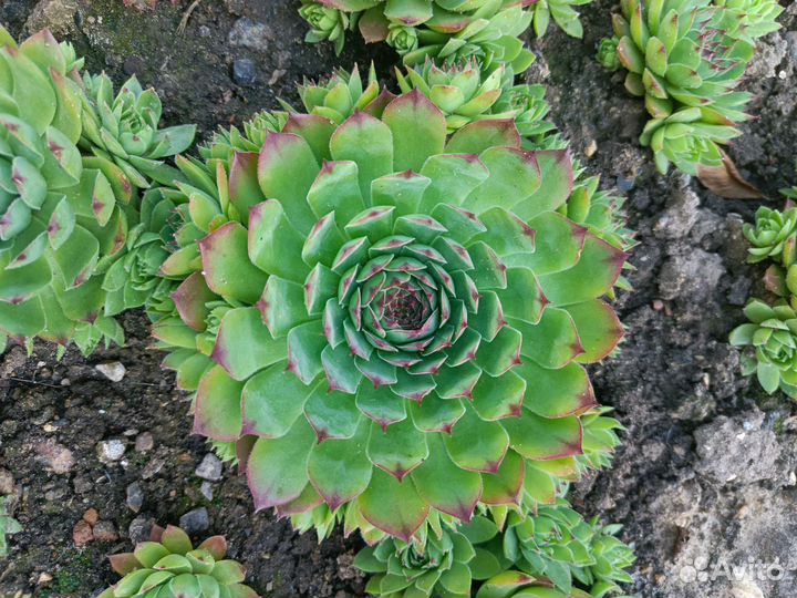 Молодило, каменная роза