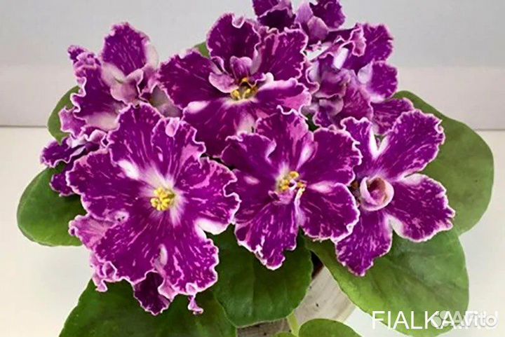 Детки сортовых фиалок