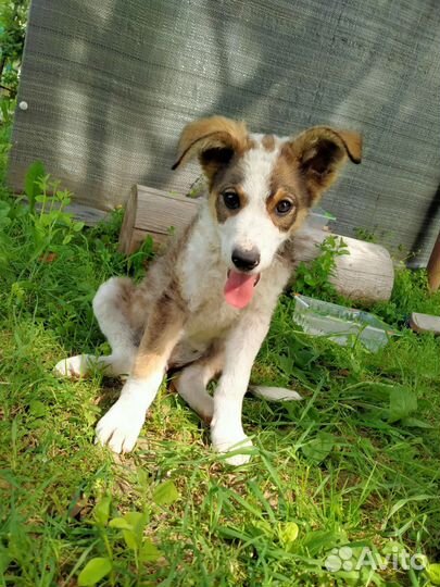 Найдена собака терьер