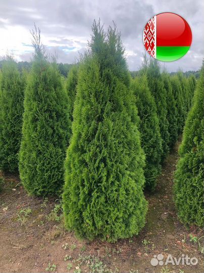 Хвойница