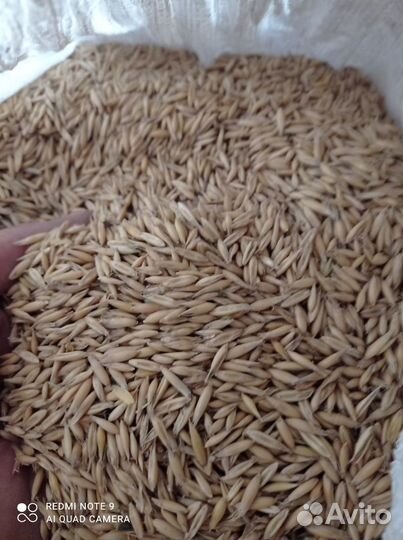 Зерно овес пшен ячм отр пш отр ржан горох гречка