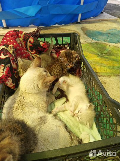 Отдат котят