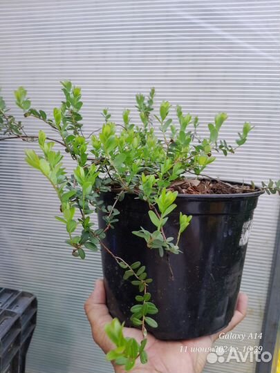 Брусника, Клюква