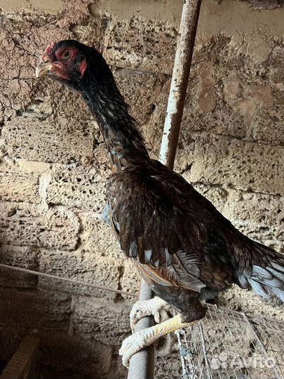 Бойцовые петухи