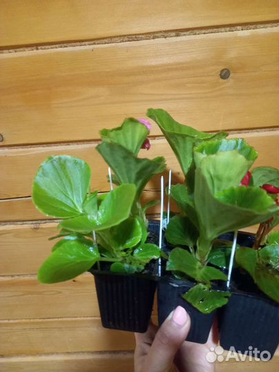 Бегония вечноцветущая, махровая