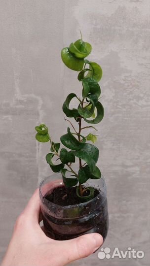 Фикус барок