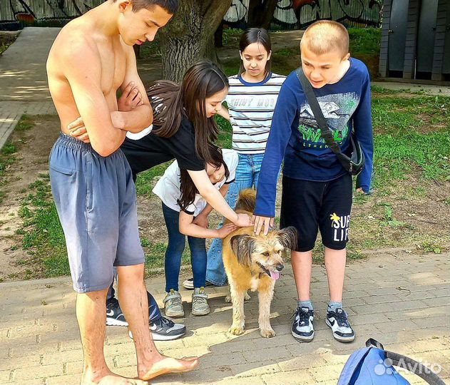 Выгул собак, погуляю с собакой