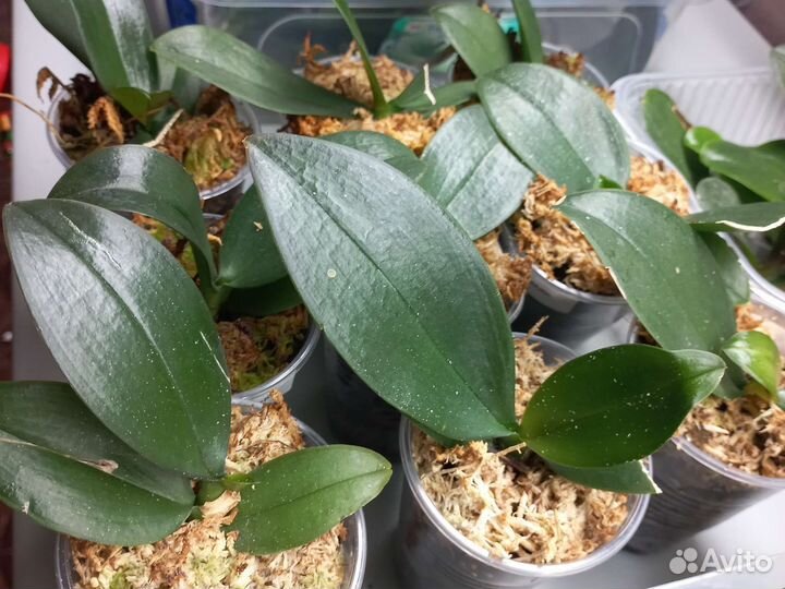 Орхидея mini mark (мини марк )