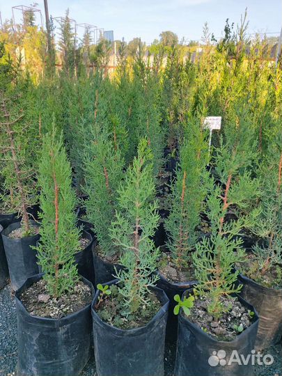 Кипарисы крупномеры