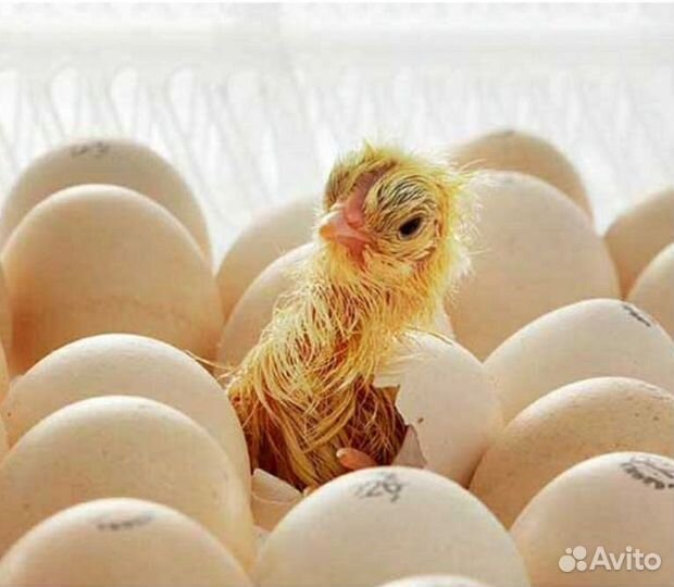 На 18 сентября, инкубационное яйцо бройлера