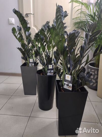 Замиокулькас